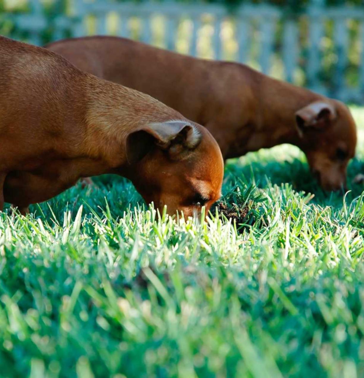 实名流量卡买卖:安卓专业app详情下载教程