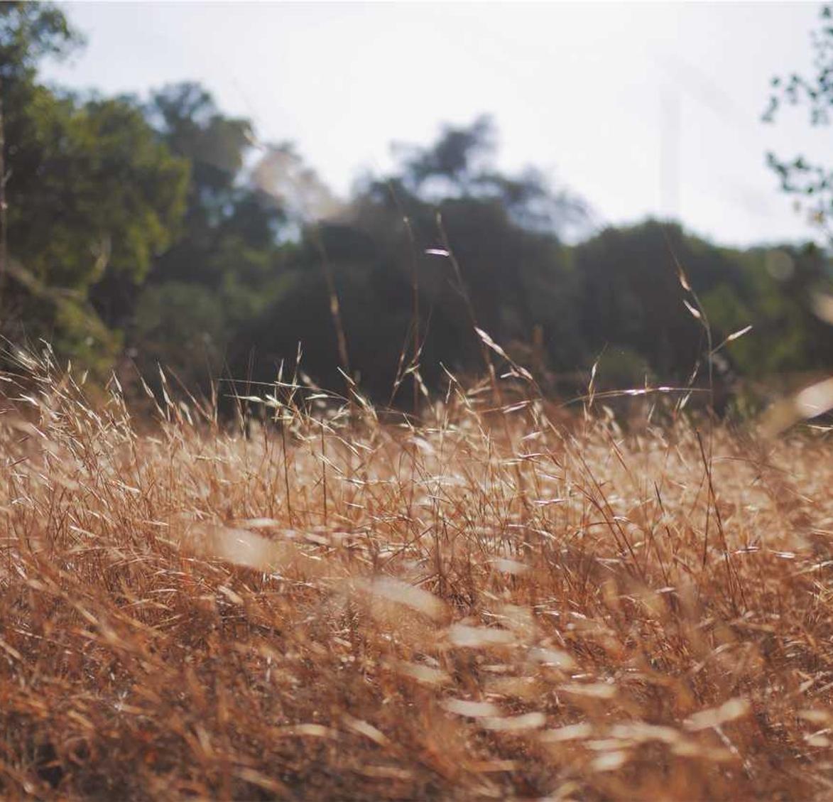 太极熊猫2辅助- 项城专业商标注册代理