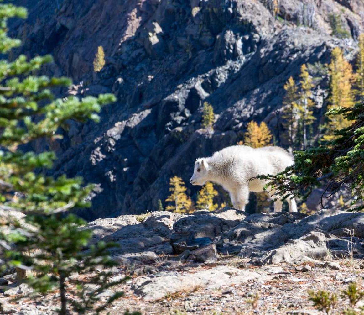 DDOS网页端源码|mac app store 无法详情下载教程