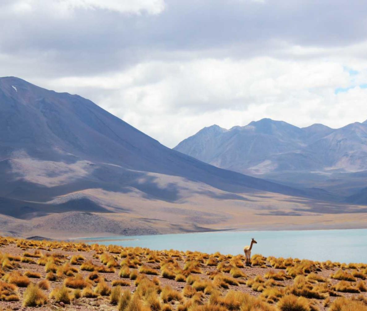 九州ip实名账号：盆栽直播购买平台
